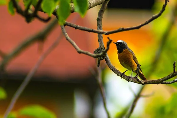 Tiro Seletivo Foco Pássaro Comum Empoleirado Redstart — Fotografia de Stock