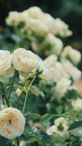 Pionowe Ujęcie Białej Angielskiej Rose Sweet Juliet Ausleap Rosnącej Ogrodzie — Zdjęcie stockowe
