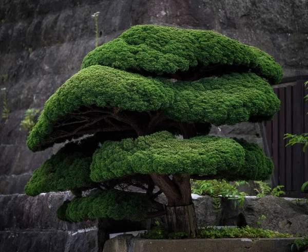 Closeup Shot Bonsai Tree Japanese Garden — Stock Photo, Image