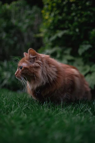 可爱的金吉猫坐在一个传统的英国夏季花园的草地上 望着远处的相机 无私的 沉思的 — 图库照片