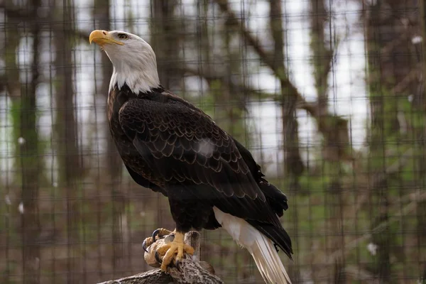 Closeup Shot Perched Eagle — Stock Photo, Image