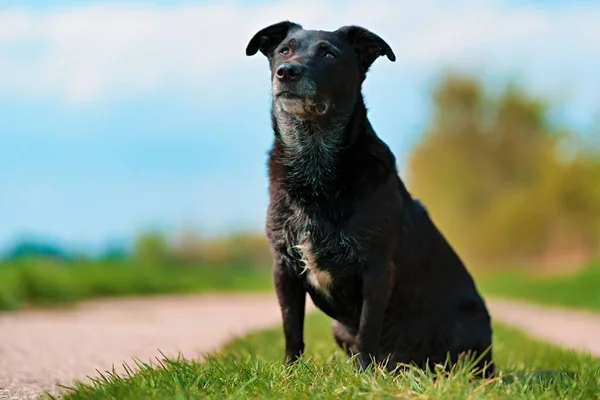 Zbliżenie Ślicznego Czarnego Psa Trawie Polu — Zdjęcie stockowe