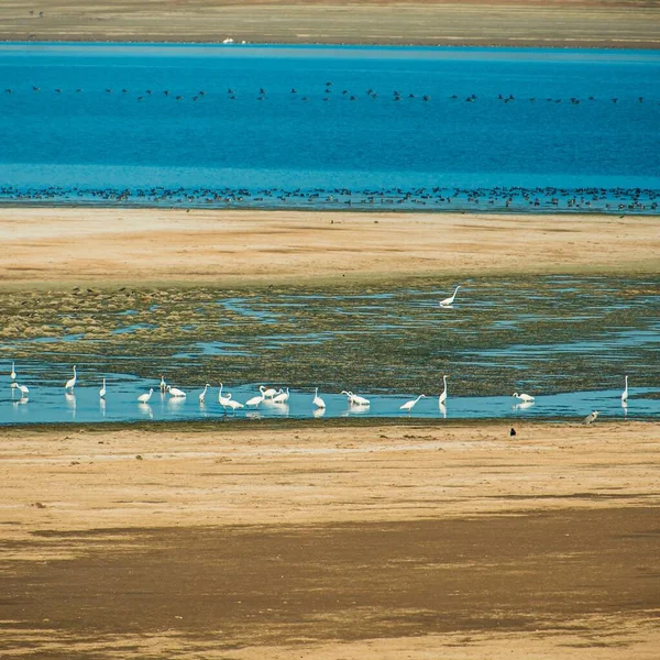 Blå Sjö Omgiven Massa Stora Egret Fåglar Nära Stranden — Stockfoto