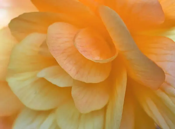 Een Macro Shot Van Een Sinaasappel Bloem — Stockfoto