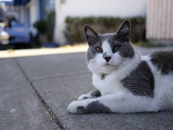 Adorable Chat Domestique Aux Cheveux Courts Reposant Sur Trottoir Ombragé — Photo