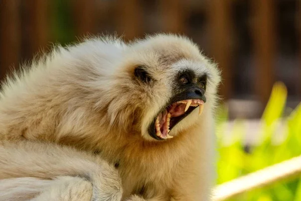 Closeup Shot Angry White Handed Gibbon Blurred Background — Stock Photo, Image