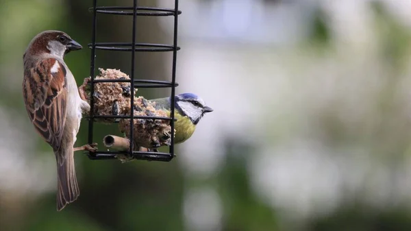 Closeup Eurasian Blue Tit Sparrow Perched Bird Feeder Fat Balls — стоковое фото