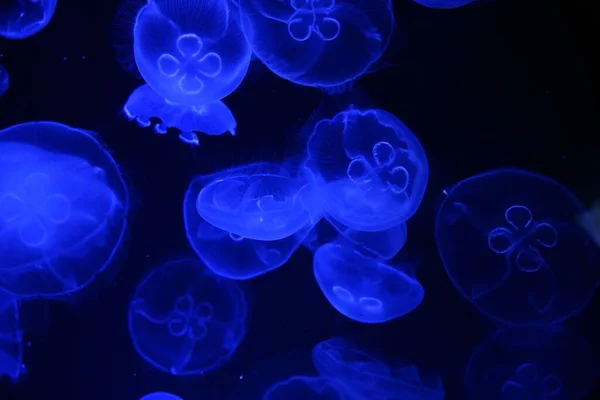 Blue Glowing Group Jellyfish Water — Stock Photo, Image