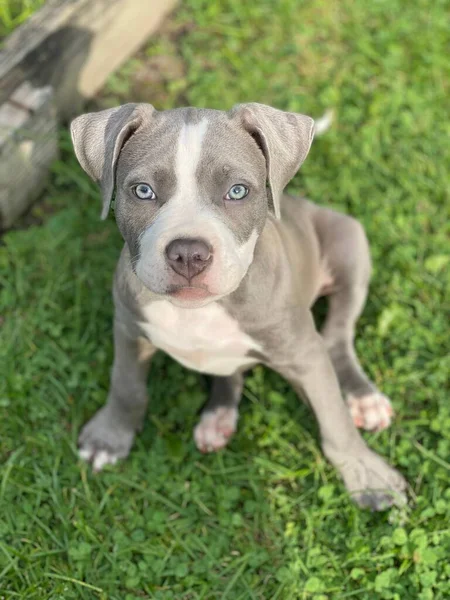 Chiot Américain Staffordshire Terrier Assis Sur Terrain — Photo