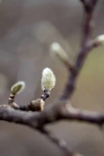 Växter Powell Botaniska Trädgårdar Kingsville Missouri — Stockfoto