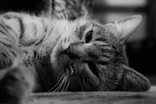 Ett Gråskaleskott Ljugande Katt — Stockfoto