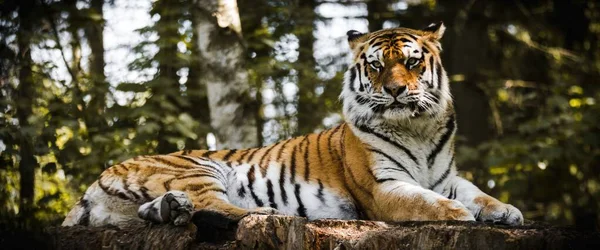Plan Panoramique Tigre Sibérie Reposant Dans Les Bois — Photo
