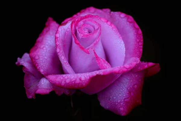粉红玫瑰的特写镜头 在深色的背景上布满了水滴 — 图库照片