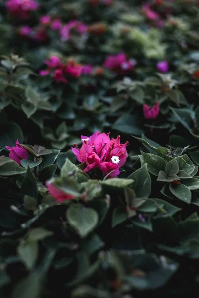 Eine Selektive Fokusaufnahme Einer Rosa Bougainvillea Blume — Stockfoto