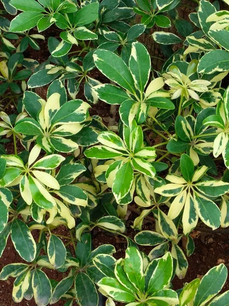 Eine Vertikale Aufnahme Eines Schefflera Busches Mit Grün Gefleckten Blättern — Stockfoto
