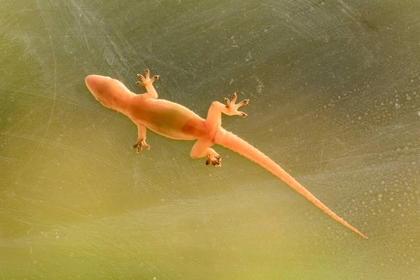 Gros Plan Ventre Lézard Sur Verre — Photo