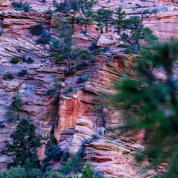 Bel Colpo Una Pecora Solitario Bighorn Guardando Fuori Gli Altri — Foto Stock