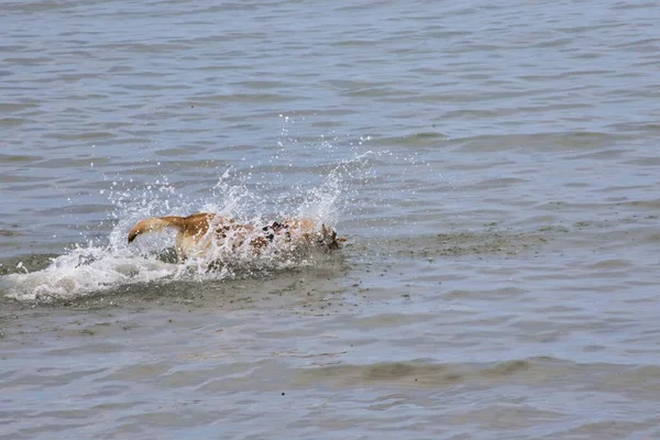 Gün ışığında suda yüzen sevimli kahverengi bir köpeğin manzarası.