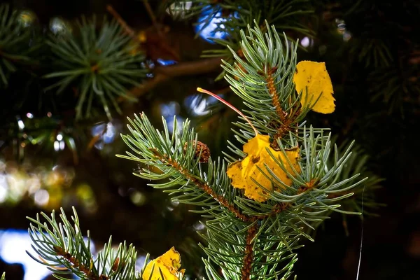 Κίτρινα Φύλλα Που Έχουν Πέσει Κλαδιά Πεύκου — Φωτογραφία Αρχείου