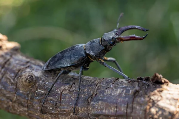 Εξωτερική Μακροεντολή Από Ένα Βρώμικο Stag Beetle Ξύλο Ραβδί — Φωτογραφία Αρχείου