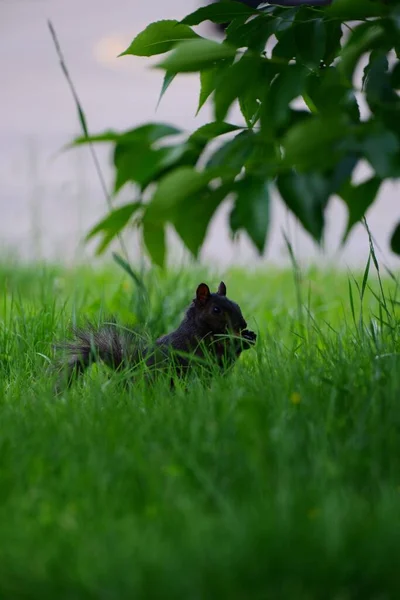 Parkta Koşan Siyah Bir Sincabın Dikey Görüntüsü — Stok fotoğraf