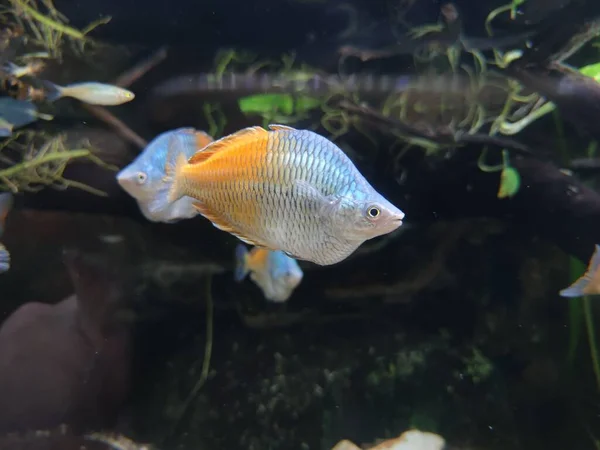 Nahaufnahme Eines Boeseman Regenbogenfisches Der Wasser Schwimmt — Stockfoto