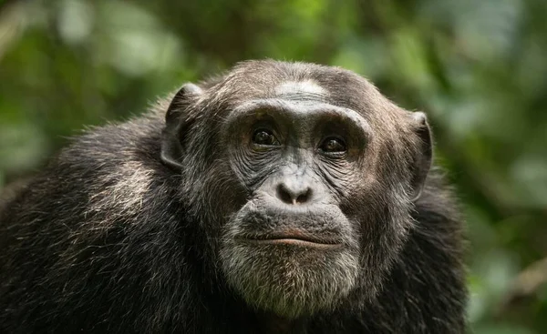Doğu Afrika Uganda Daki Bir Şempanzenin Yakın Plan Fotoğrafı — Stok fotoğraf