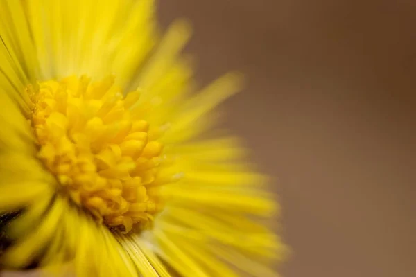 Макрос Дикого Желтого Цветка Coltsfoot — стоковое фото