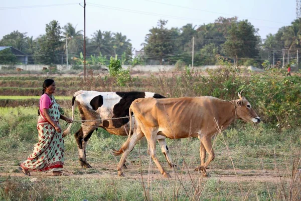 Beautiful Horizontal Portrait Indian Village Woman Walking Cows Woman Might — Stock Photo, Image