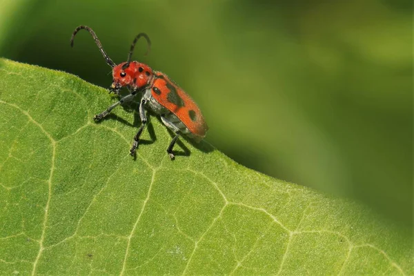 Tiro Macro Pequeno Inseto Vermelho Uma Folha — Fotografia de Stock