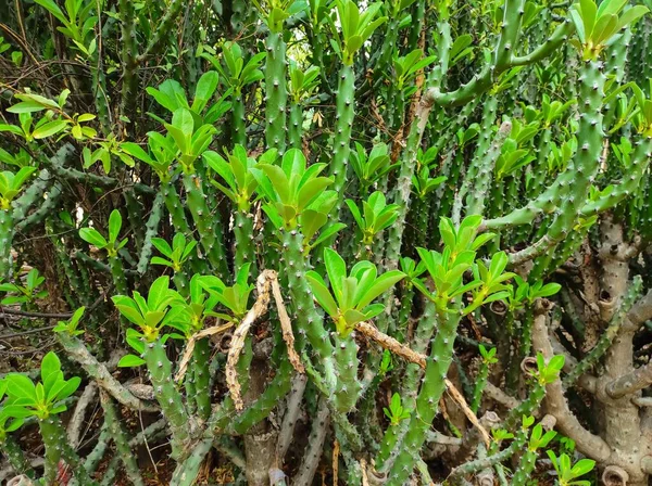 Indian Village Forest Thorns Plants — Stock Photo, Image