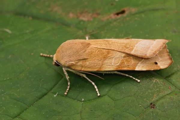 Κοντινό Πλάνο Ένα Ανοιχτόχρωμο Κίτρινο Underwing Mont Noctua Fimbriata Κάθεται — Φωτογραφία Αρχείου