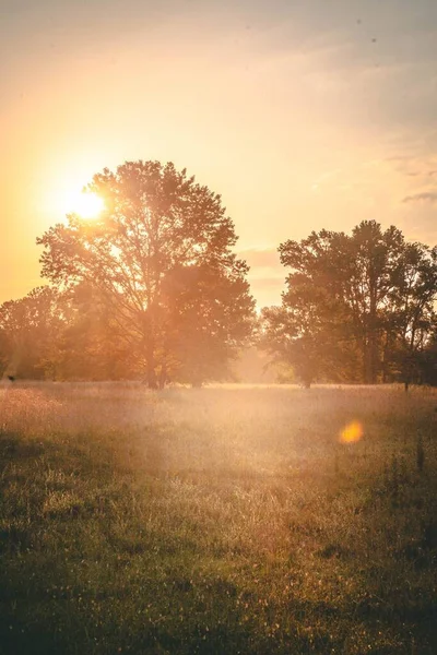 Pionowe Ujęcie Drzew Polu Zachodzie Słońca — Zdjęcie stockowe