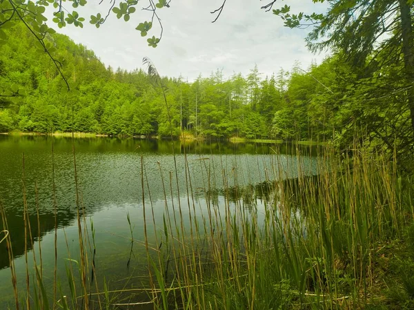 Lac Calme Avec Une Forêt Verte Dense Arrière Plan Sous — Photo