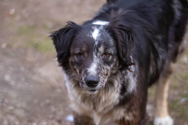 Een Closeup Van Een Schattige Zwart Wit Straat Hond Kijkend — Stockfoto