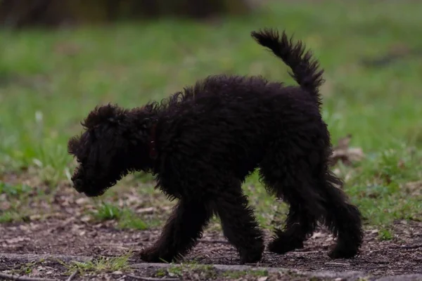 Een Close Shot Van Een Black Russian Terrier Hond Lopend — Stockfoto