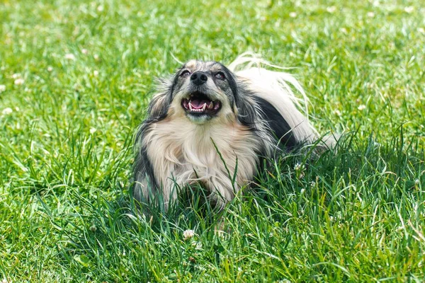 Mini Cão Pastor Australiano Sentado Grama Fundo Verde — Fotografia de Stock