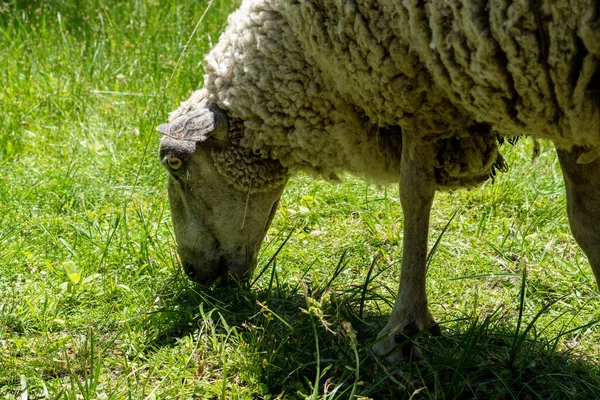 Closeup Shot Sheep Grazing Field — Stock Photo, Image