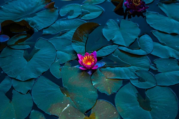 Close Lótus Roxo Nelumbo Lagoa — Fotografia de Stock