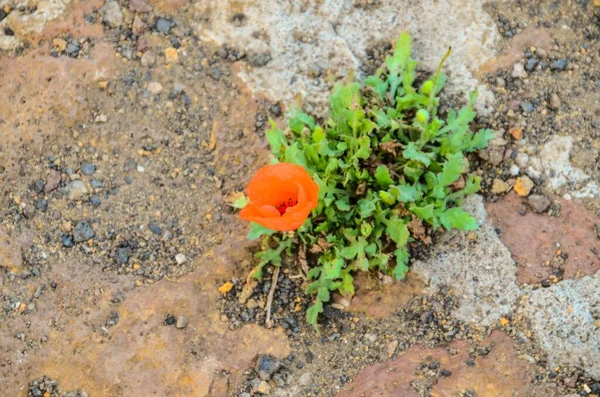 Rote Mohnblume Auf Dem Boden Freier Wildbahn — Stockfoto
