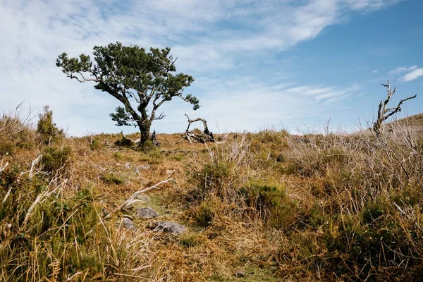Vue Panoramique Laurier Poussant Dans Forêt Fanal Île Madère Portugal — Photo
