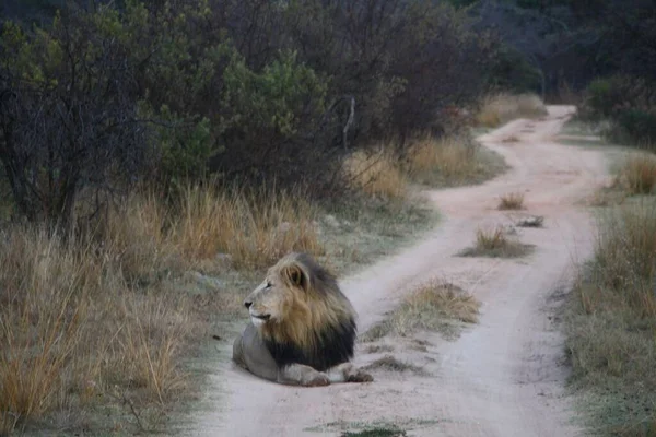 道に座っている巨大なライオン — ストック写真