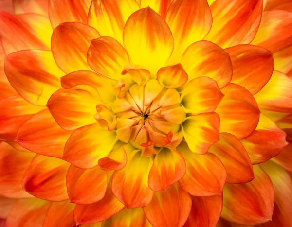 Eine Nahaufnahme Von Blütenblättern Der Gelben Und Orangen Dahlie — Stockfoto