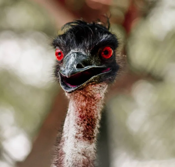 Μια Στρουθοκάμηλος Κόκκινα Μάτια Θολή Φόντο — Φωτογραφία Αρχείου