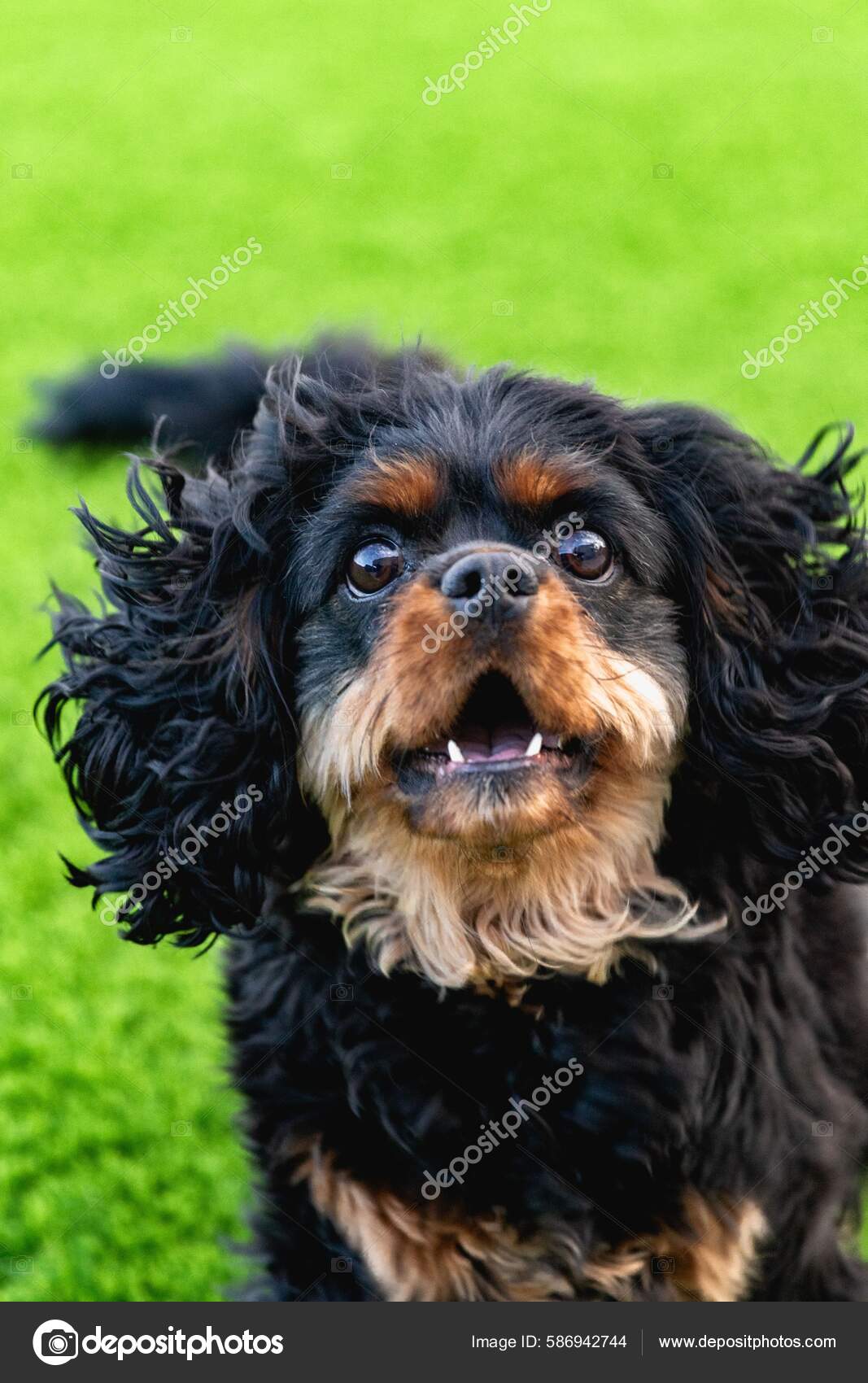 King Cavalier Dog Black Black Tan Cavalier King Charles Spaniel