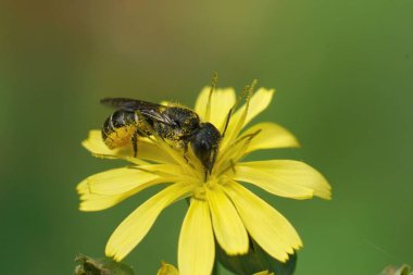 Geniş başlı zırhlı bir dişi arıya yakın plan Heriades, bahçedeki yeşil arka planda küçük sarı bir çiçeğe karşı koz.