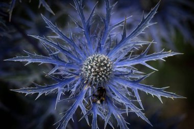 Mor bir kutsal çiçeğin yakın çekimi (Eryngium)