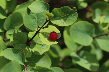 Teton Ulusal Parkı, ABD 'de güneşte bir hanımeli.