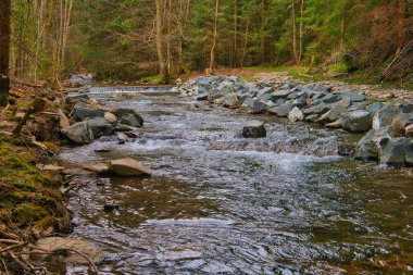 Thüringen Ormanı 'ndan geçen taşlı bir nehir.