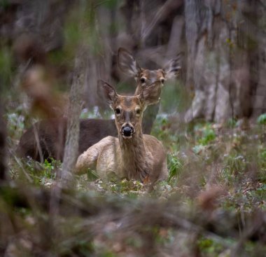 Ormanda oturan bir çift geyik